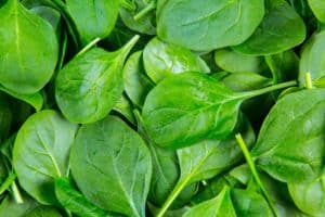 Spinach – February Gardening Tips from The Culinary View