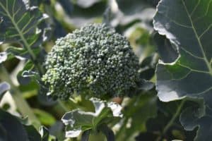 Broccoli – January Gardening Tips from The Culinary View