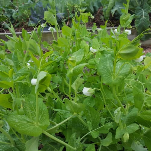 Peas – January Gardening Tips from The Culinary View