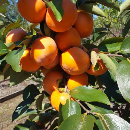 Persimmons – December Gardening Tips from The Culinary View