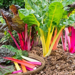 Swiss Chard – April Gardening Tips from The Culinary View