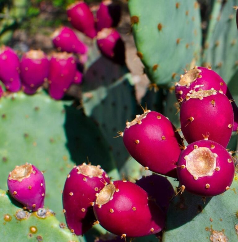 Petite Sirah Prickly Pear BBQ Sauce