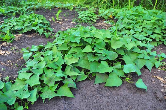 Sweet Potato – Gardening Tips from The Culinary View