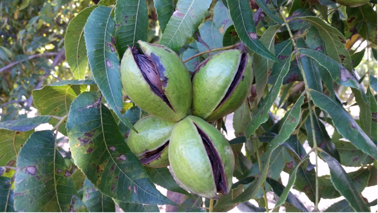 Pecan – Gardening Tips from The Culinary View