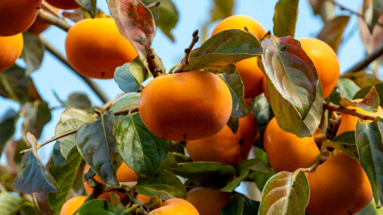Persimmon – Gardening Tips from The Culinary View