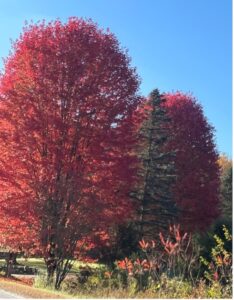 In Pursuit of Leaves and Lobster – Week Four