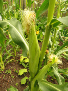 Corn