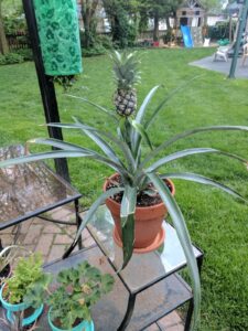 Pineapple