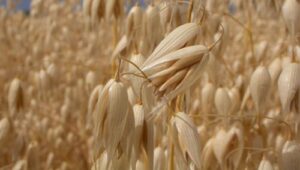 Oats